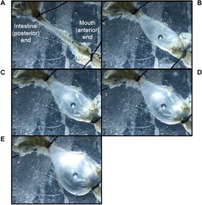 In the sea slug Melibe leonina the posterior nerves communicate stomach distention to inhibit feeding and modify oral hood movements